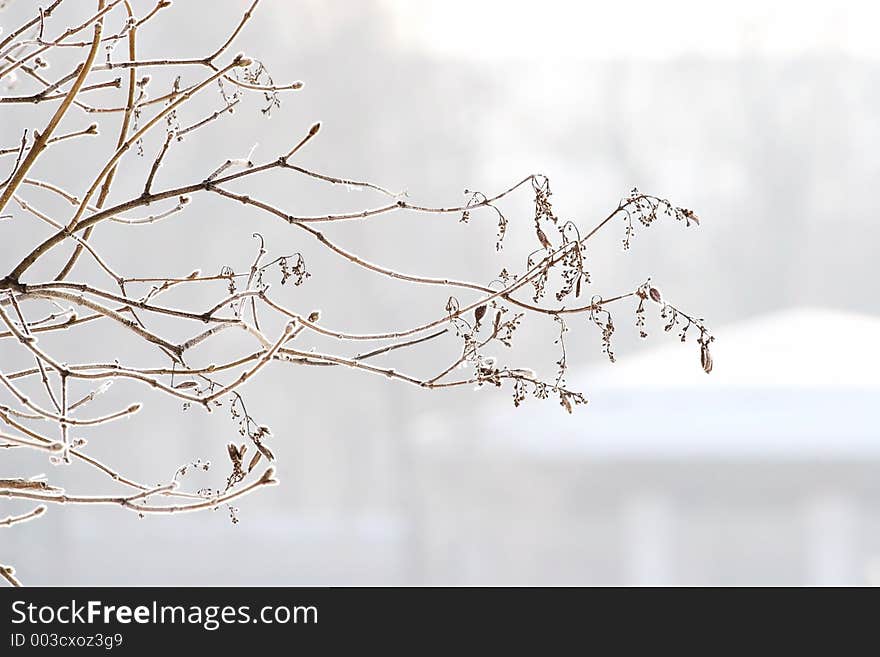 Branch covered by hoarfrost. Branch covered by hoarfrost