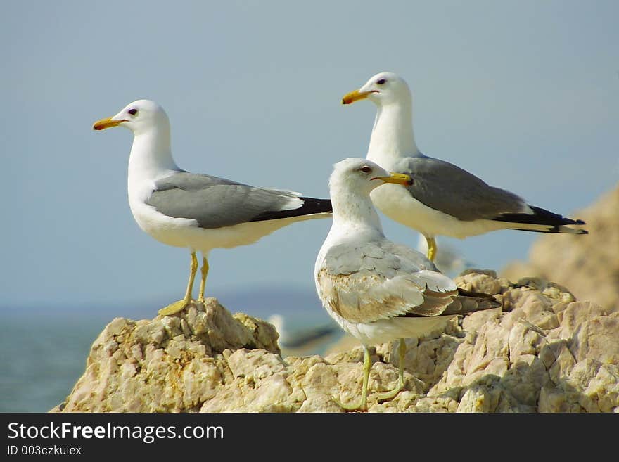 Two seagulls look left while one looks right on Antelope Island in the Great Salt Lake near Syracuse, Utah. Two seagulls look left while one looks right on Antelope Island in the Great Salt Lake near Syracuse, Utah.