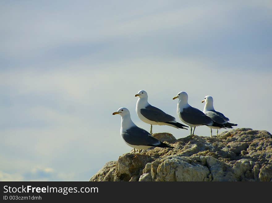 Four seagulls look toward the sky together on Antelope Island in the Great Salt Lake near Syracuse, Utah. Four seagulls look toward the sky together on Antelope Island in the Great Salt Lake near Syracuse, Utah.