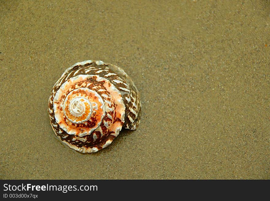 Red, pink, and white shell on fine beach sand. Red, pink, and white shell on fine beach sand.