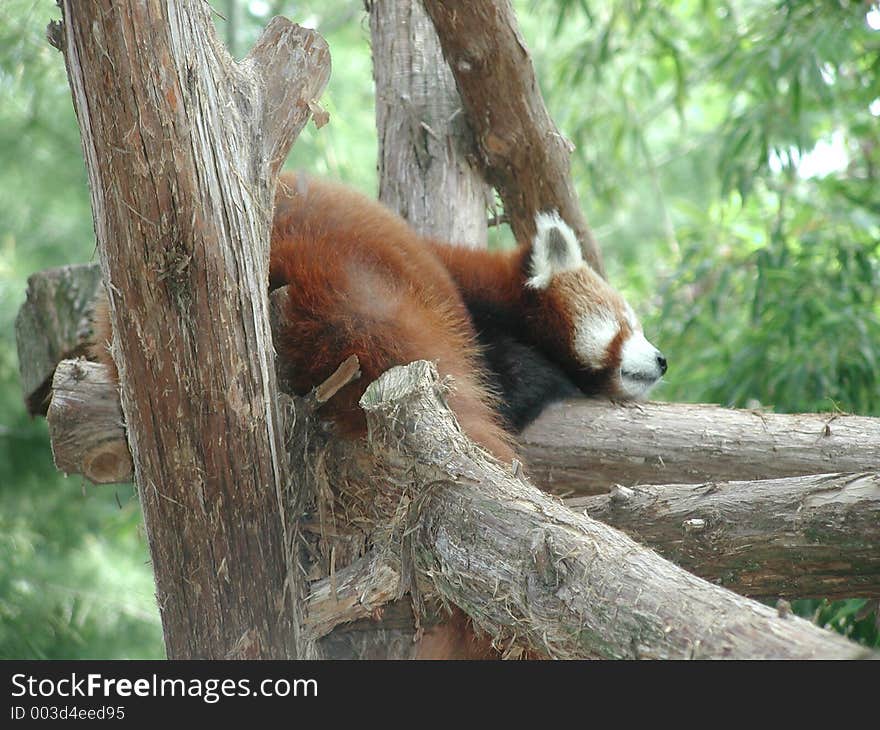 A slumbering Red Panda during nap time at the Philadelphia Zoo. A slumbering Red Panda during nap time at the Philadelphia Zoo.