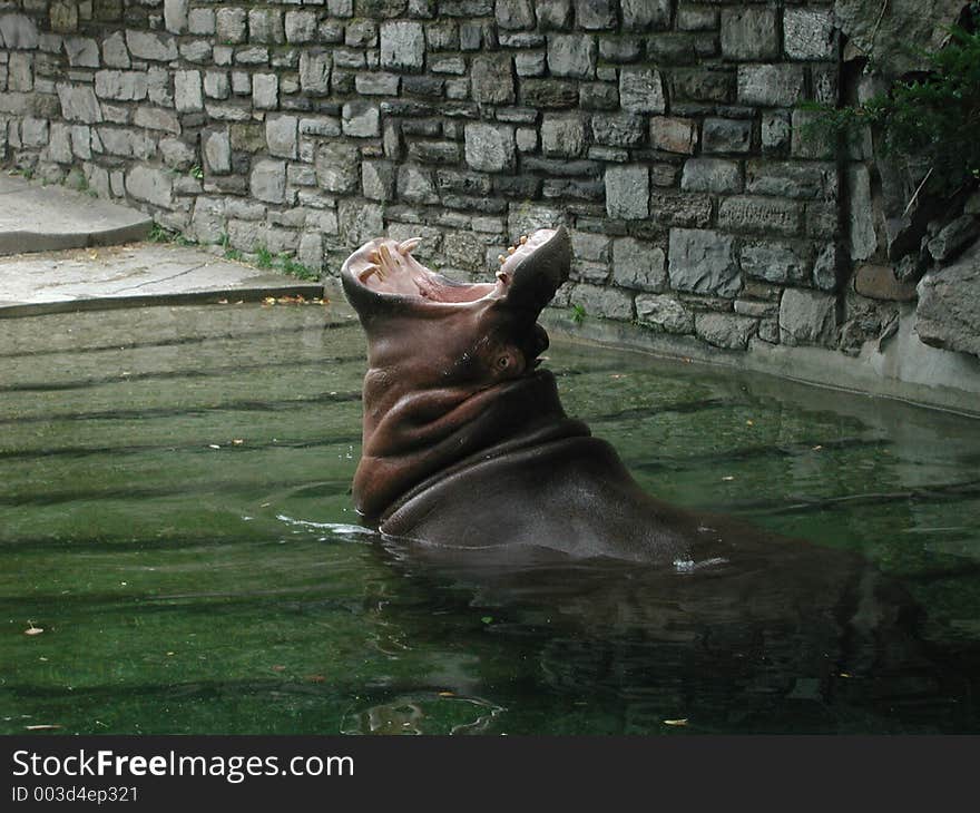 Yawning Hippo