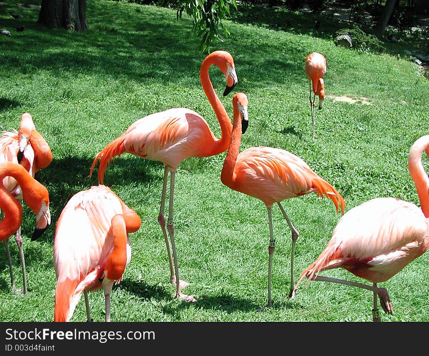 Flaming Flamingos