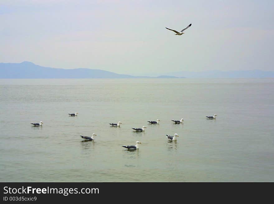 A lone seagull flies above a pack of seagulls floating on the water in synchronized fashion. A lone seagull flies above a pack of seagulls floating on the water in synchronized fashion.