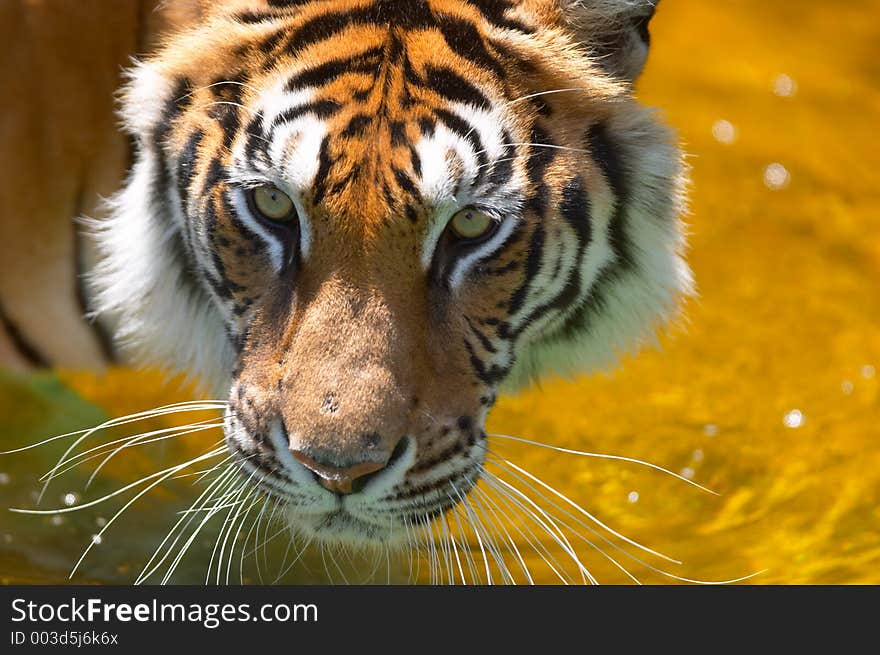 Tiger in the water