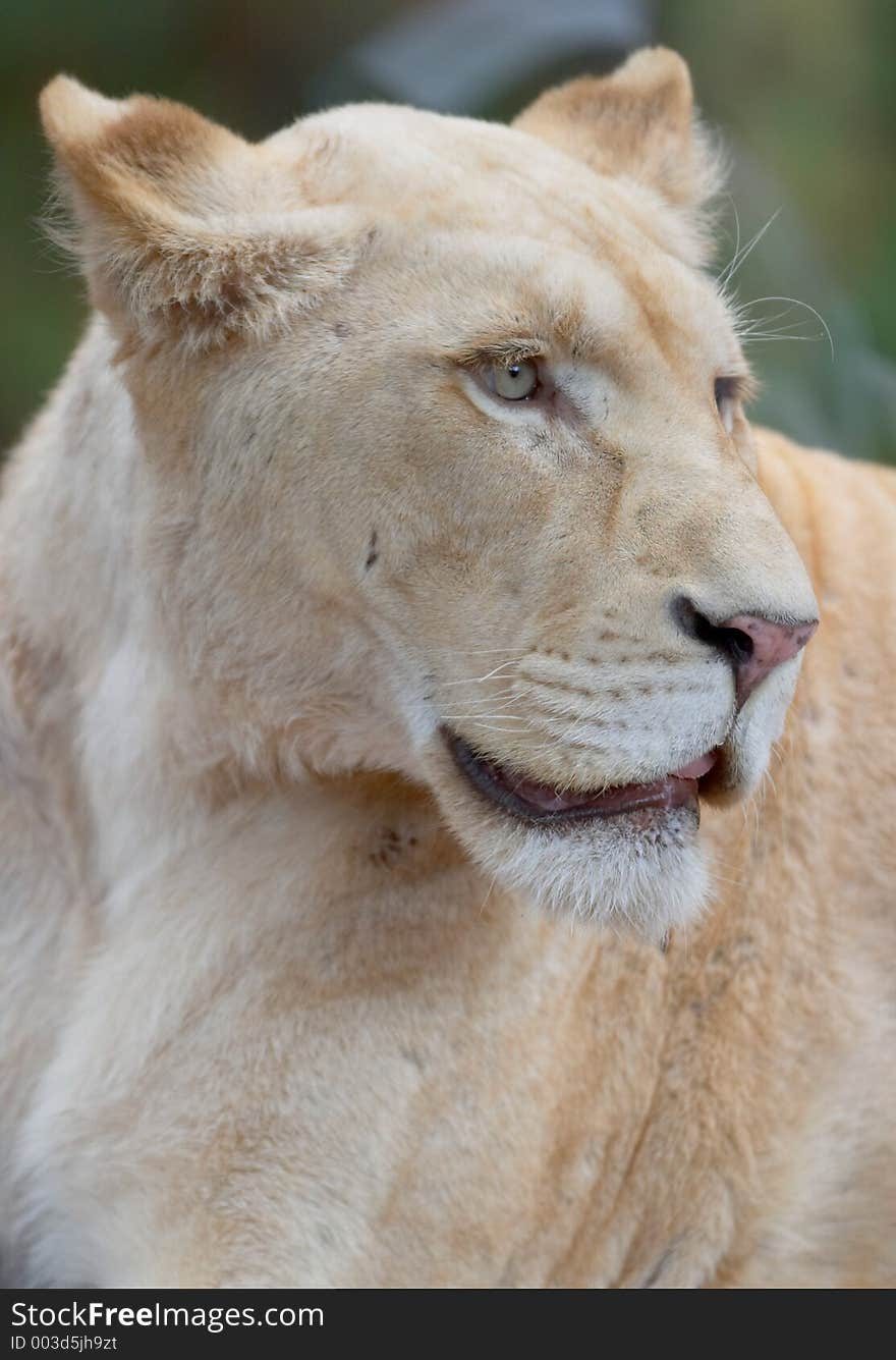 White Lioness Portrait