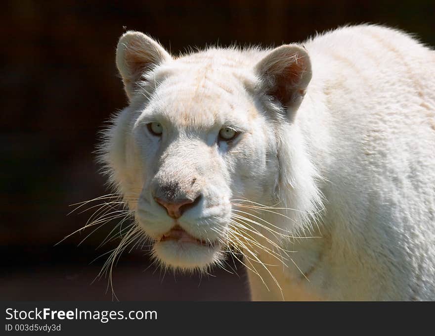 White tiger