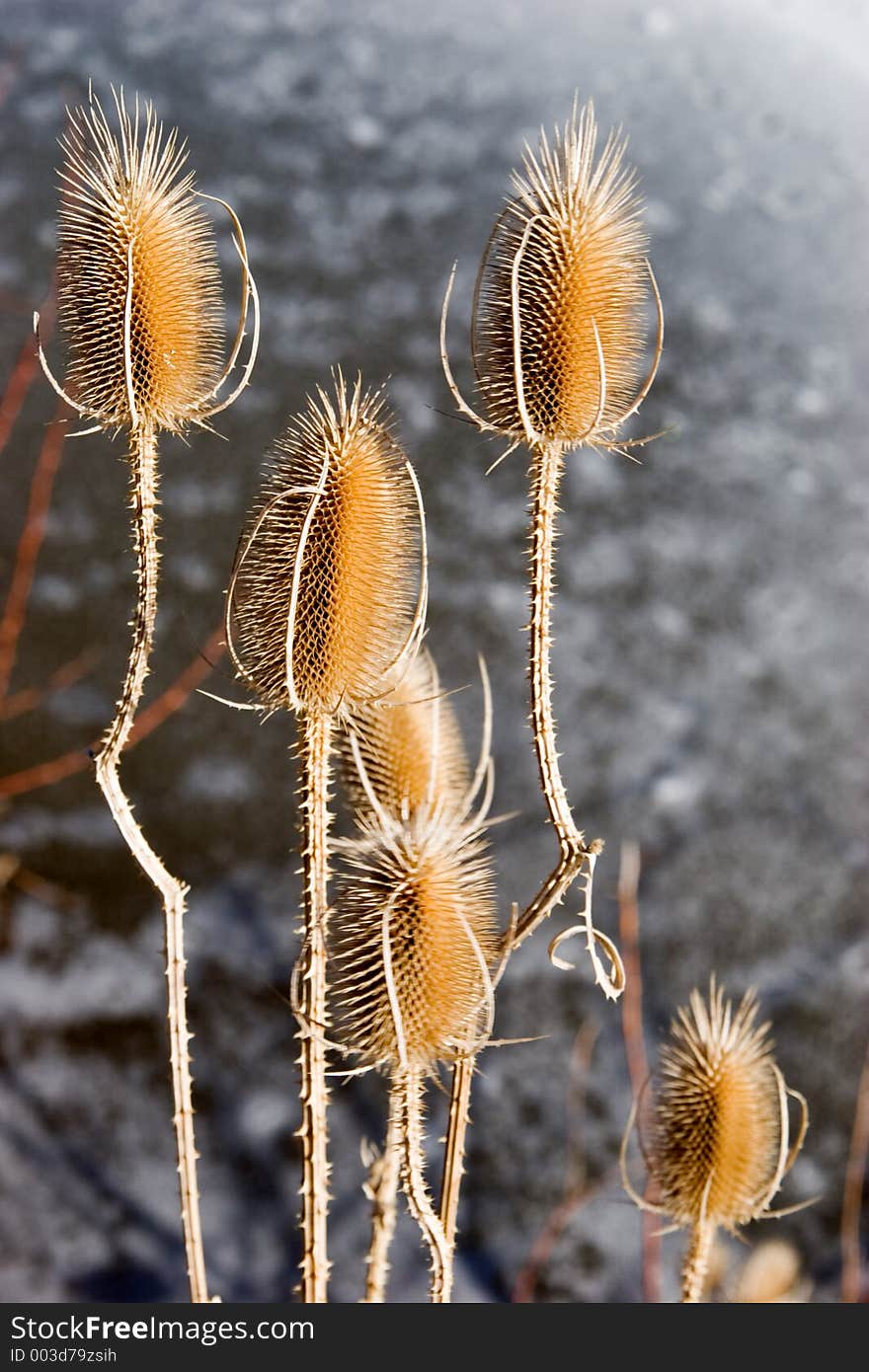 A marsh reed succombs to winters breath. A marsh reed succombs to winters breath.