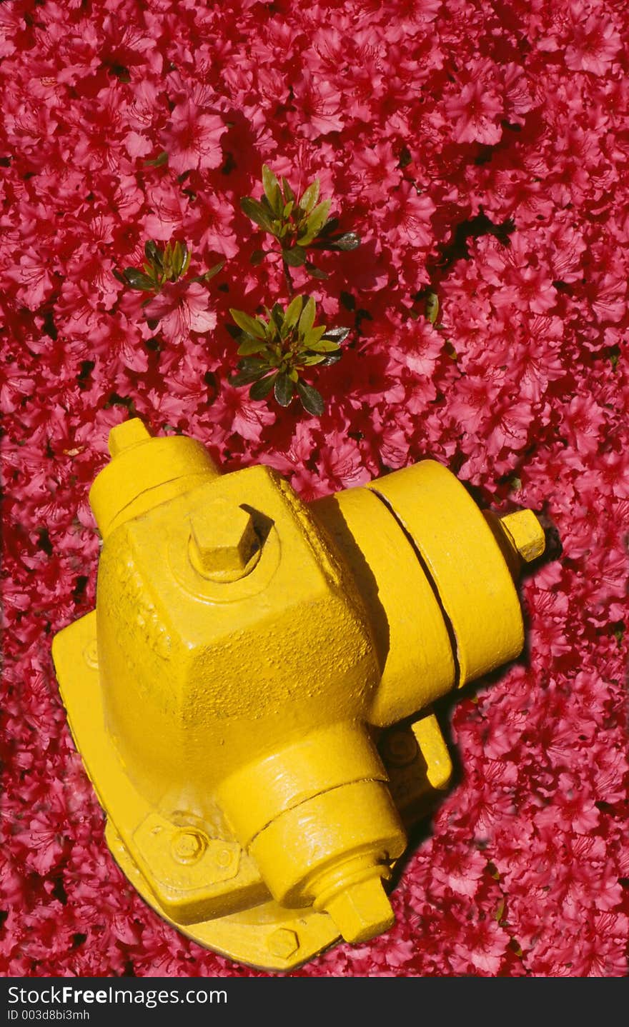 A bright yellow fire hydrant rises from a patch of hot pink Azaleas. A bright yellow fire hydrant rises from a patch of hot pink Azaleas