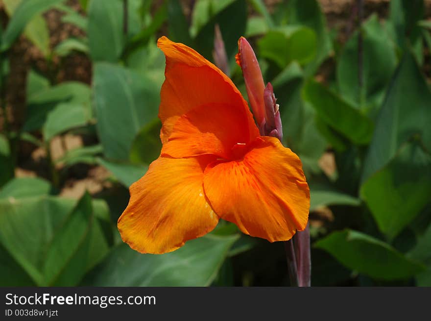 Mexican Bird of Paradise flower.