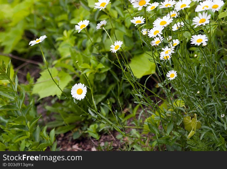 Mini Daisies