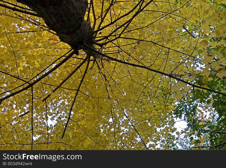 Fall Tree shot vertically, golden leaves