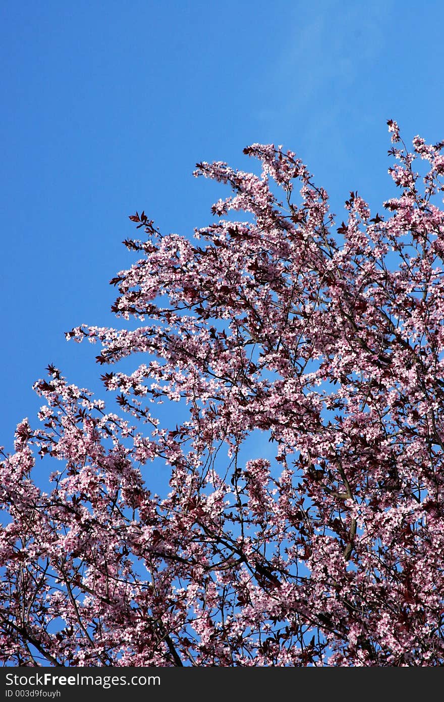 Cherry blossom tree on a clear day