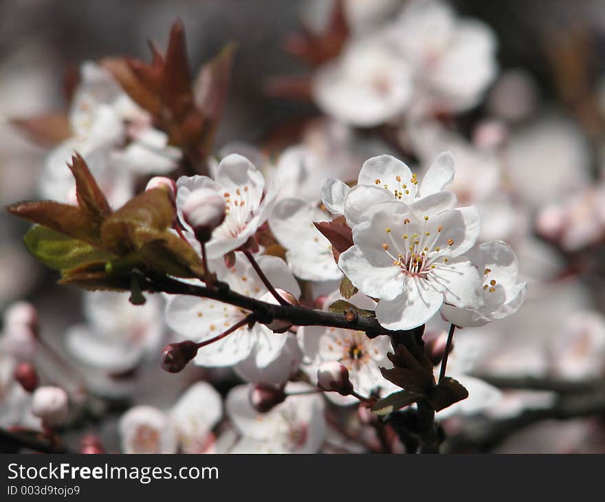 Cherry blossom in beautiful Victoria, British Columbia, Vancouver Island, Canada