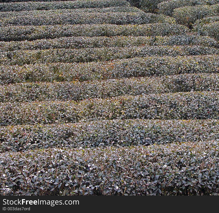 Tea field in winter-texture