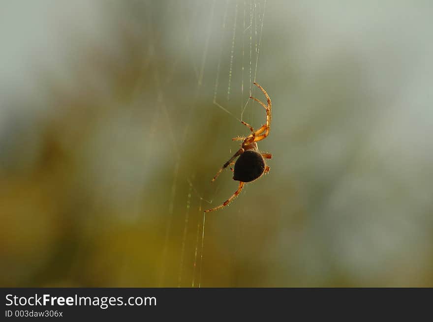 A large Barn Spider hanging from it's web.