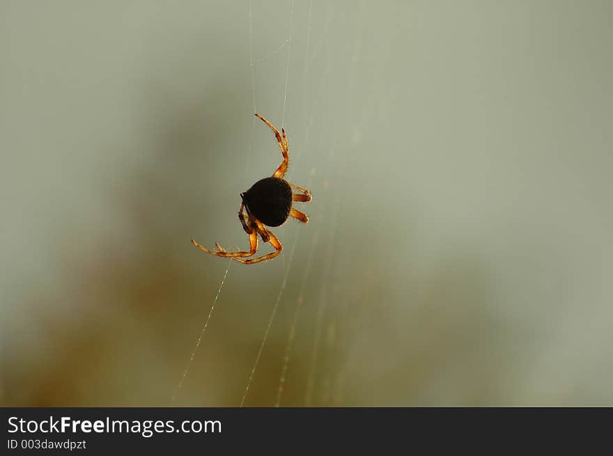 A large Barn Spider hanging from it's web.