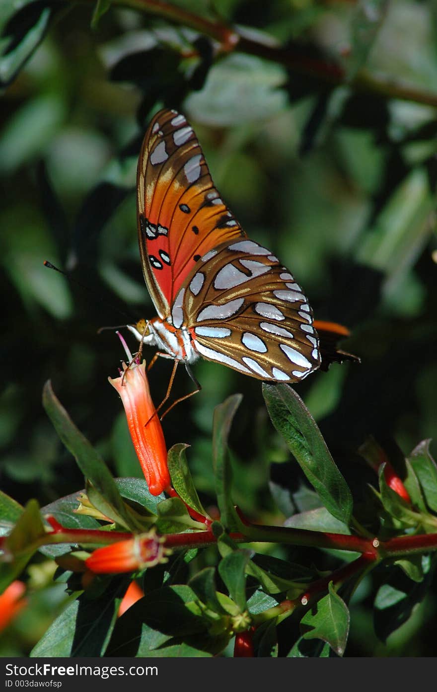 A Gulf Fritillary Butterfly pauses for some nectar. A Gulf Fritillary Butterfly pauses for some nectar.