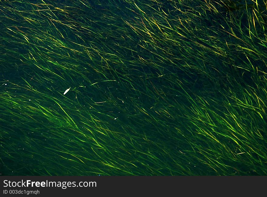 River Grasses Abstract/Background