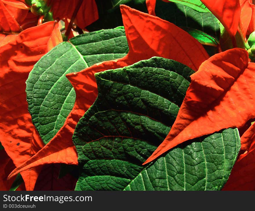 Green abd red leafs