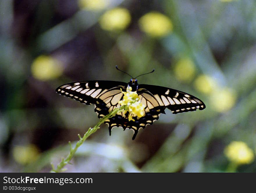 Tiger Swallowtail