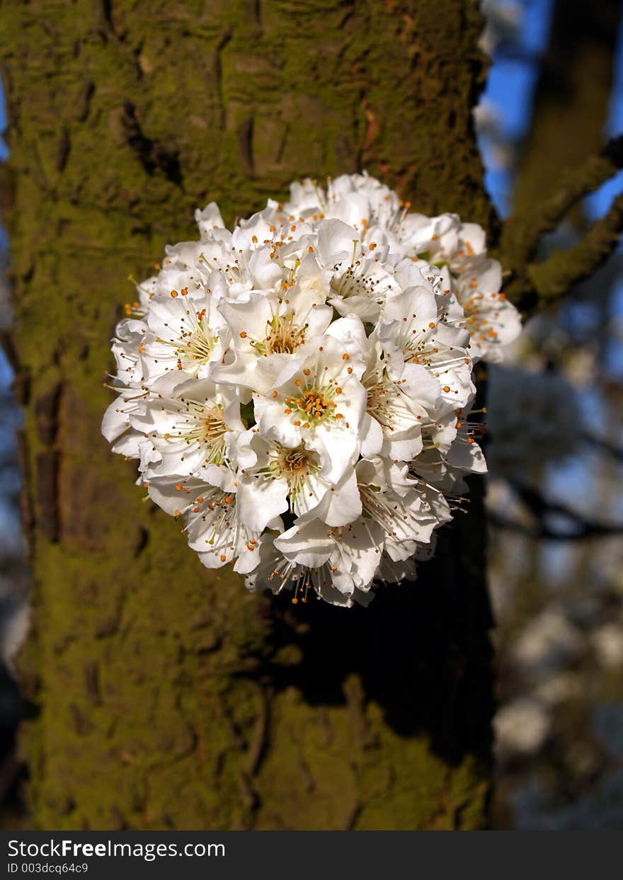 Blooming orchard. Blooming orchard