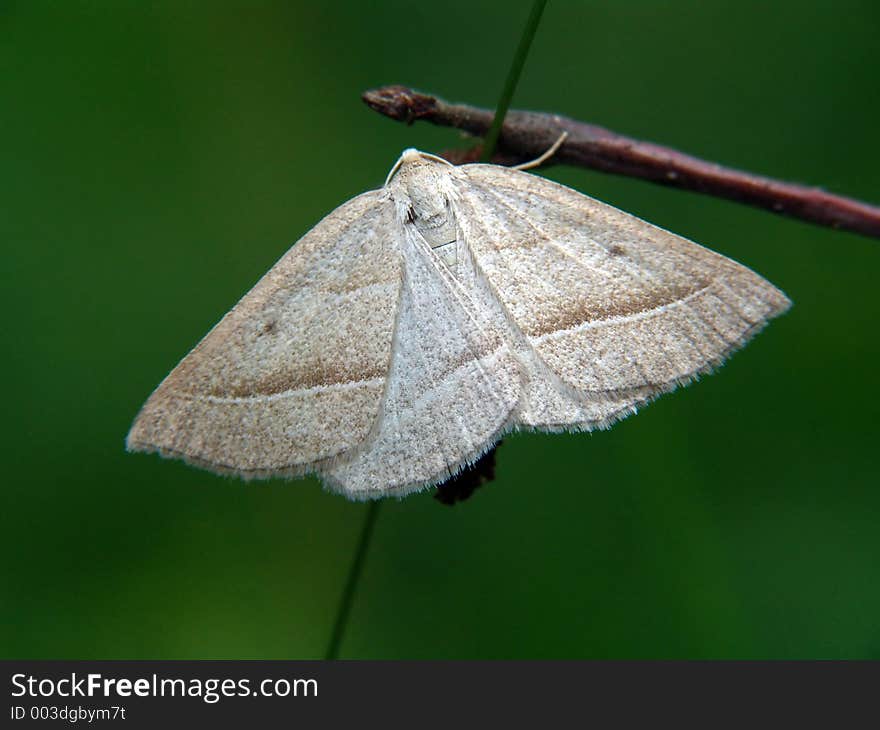 The butterfly of family Geometridae.