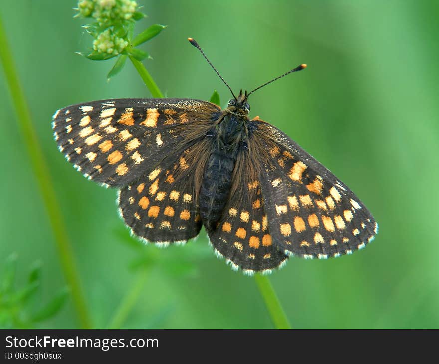 The butterfly is photographed in the Moscow area. Original date/time: 2005:06:12 11:52:56.,. The butterfly is photographed in the Moscow area. Original date/time: 2005:06:12 11:52:56.,