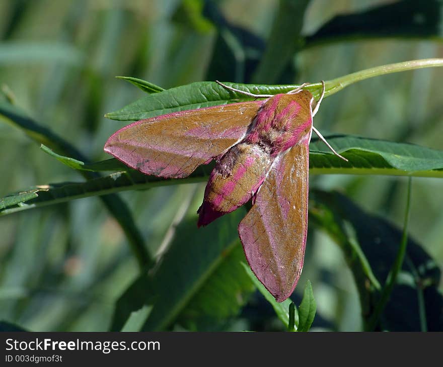 Deilephila Elpenor.