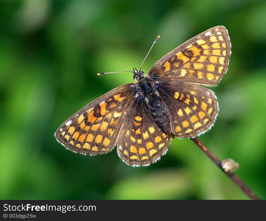 Butterfly Melitaea Sp.