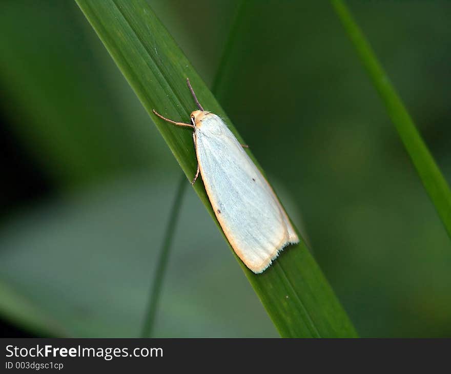 The butterfly is photographed on glade in the Moscow area. Original date/time: 2005:06:17 10:13:44. The butterfly is photographed on glade in the Moscow area. Original date/time: 2005:06:17 10:13:44.