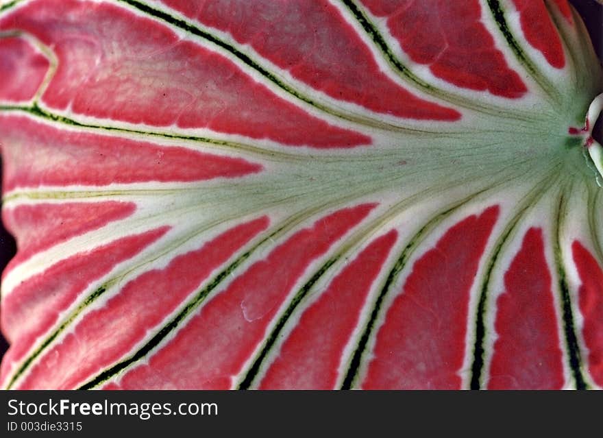 Red Asiatic Tropical Leaf