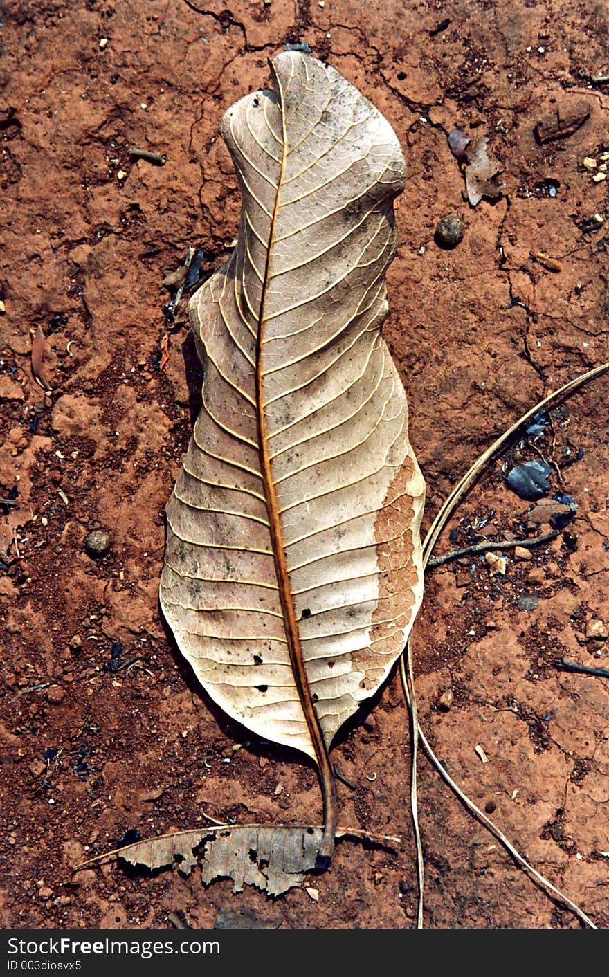 Alone dry leaf