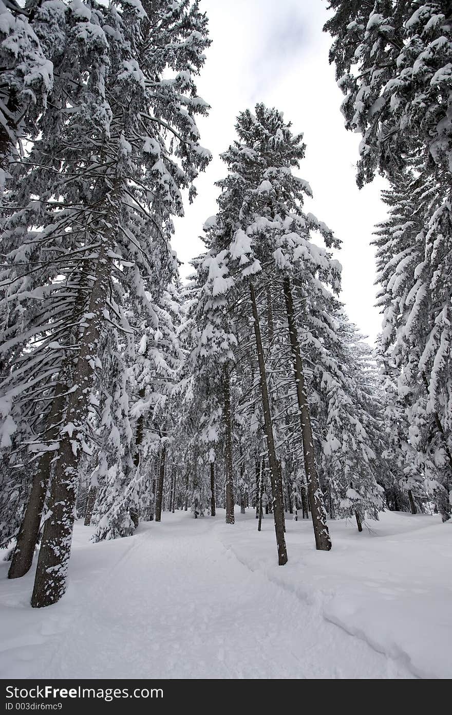 Path In Winter Forest