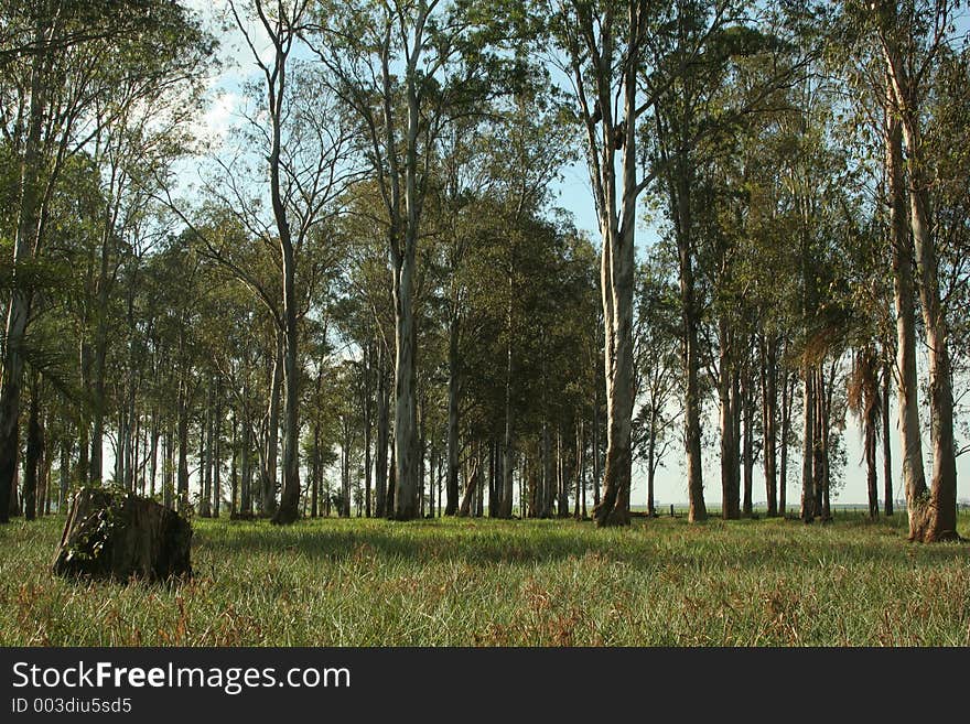 Trees, on forest