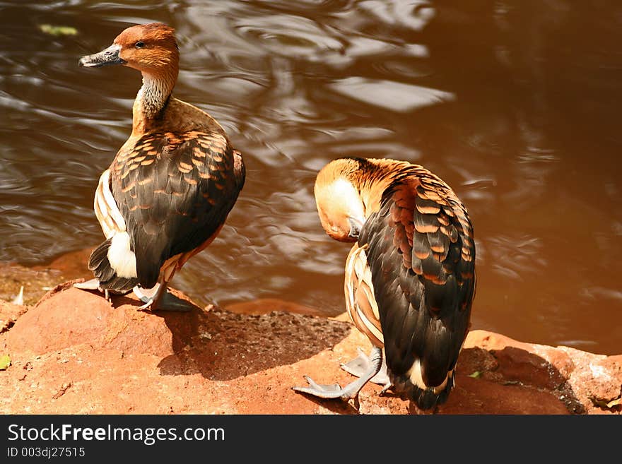 Ducks on lake