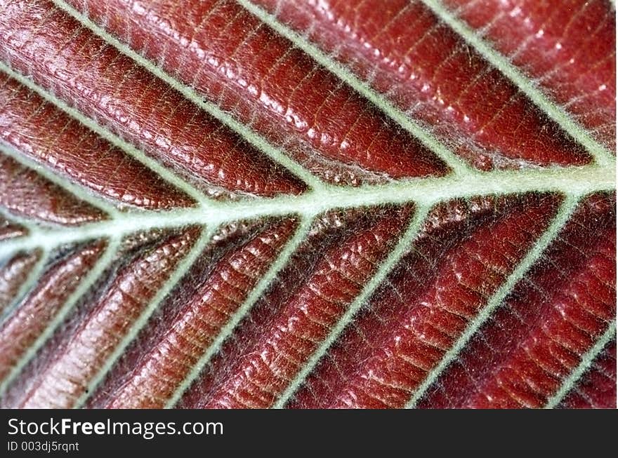 Structure Of Red Leaf