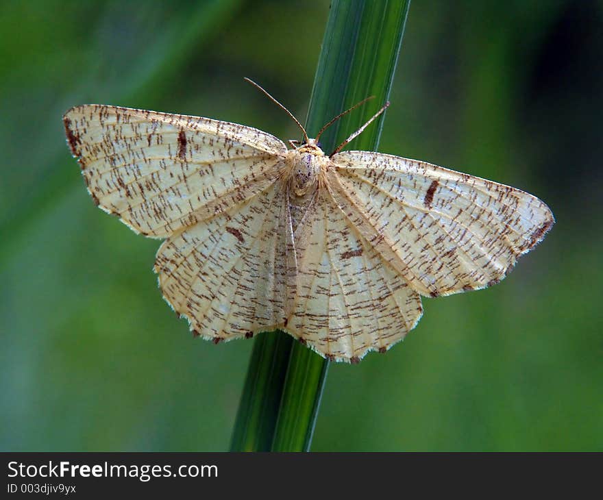 Angerona Prunaria.