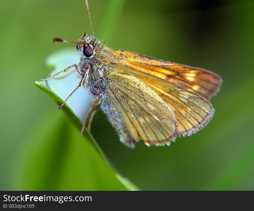 Widely widespread butterfly. The photo is made in Moscow areas (Russia). Original date/time: 2005:06:24 12:59:51. Widely widespread butterfly. The photo is made in Moscow areas (Russia). Original date/time: 2005:06:24 12:59:51.