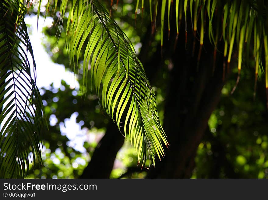 Light in the tree