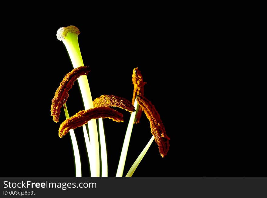 Closeup from a lily bloom. Closeup from a lily bloom