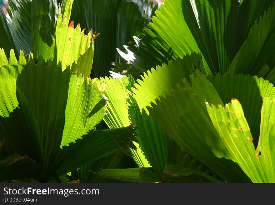 Close up of plants. Close up of plants