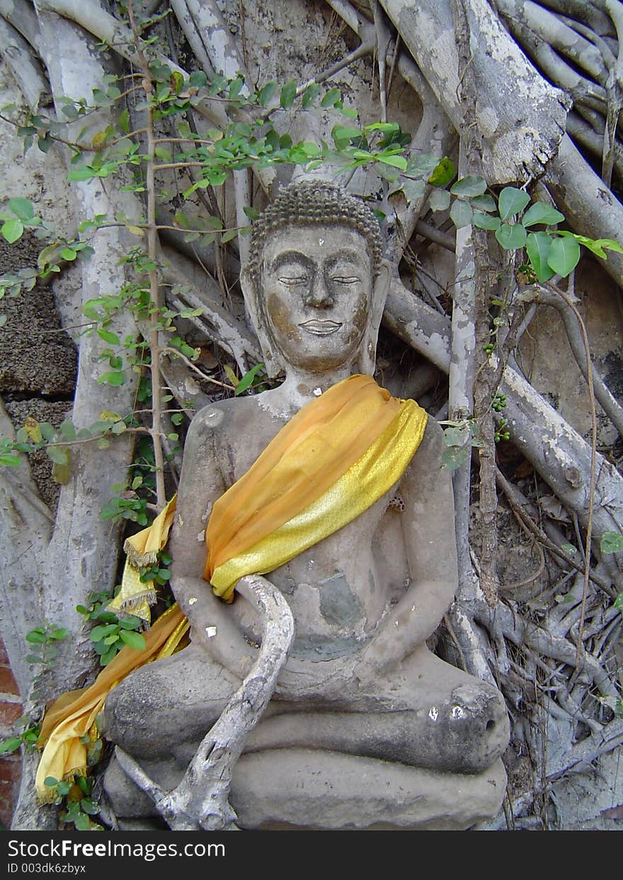 Buddha in a tree in Ayuttay, Thailand