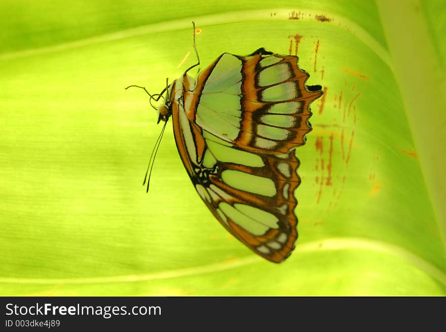 Hanging Butterfly