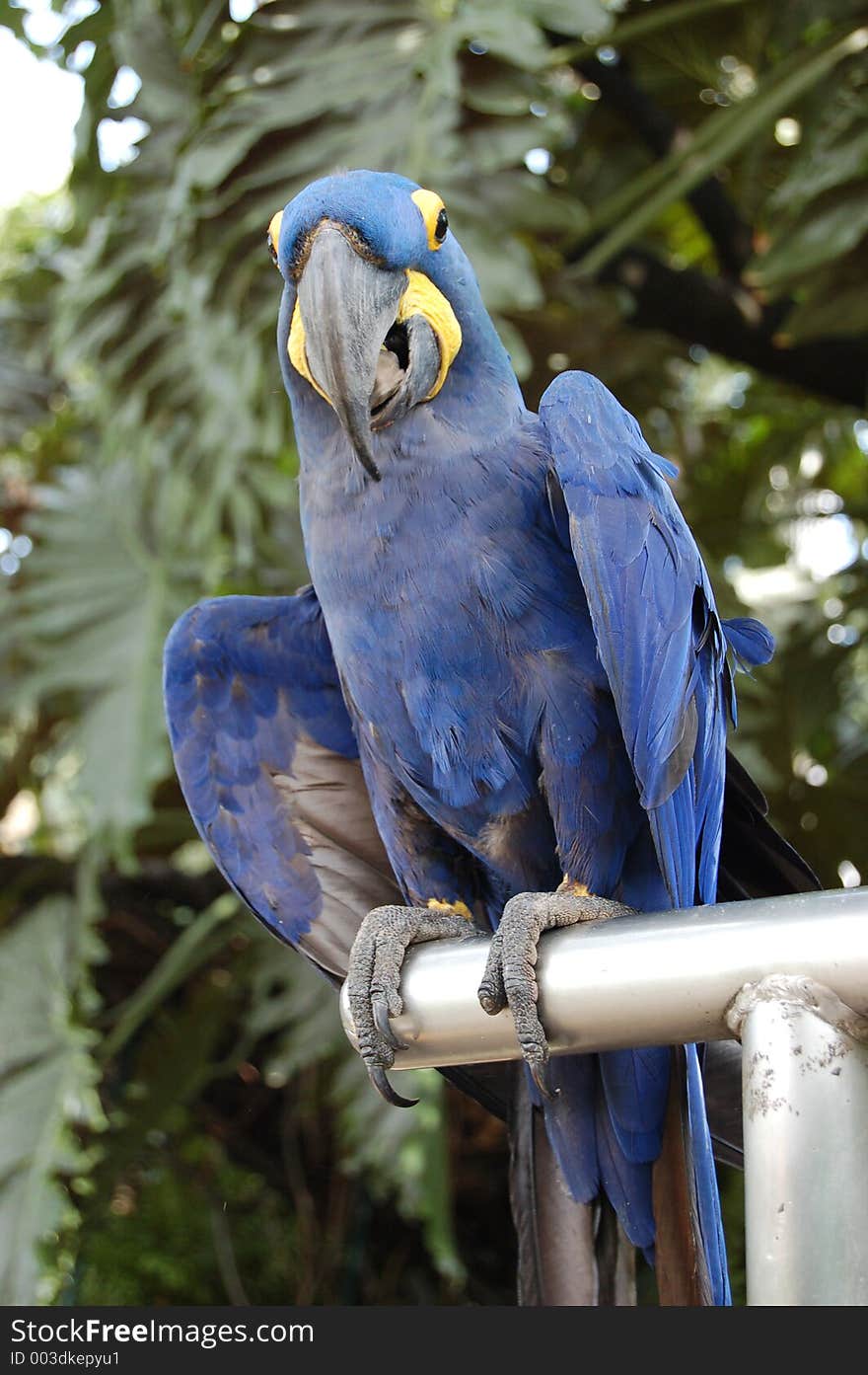 Blue Parrot