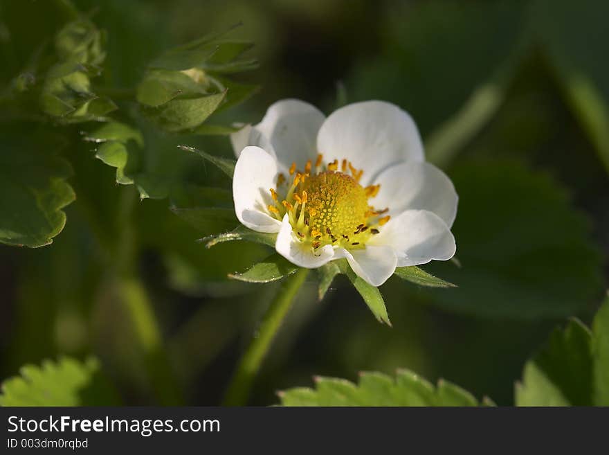 Strawberry blossom. Strawberry blossom