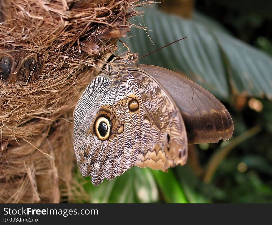 Moth on Palm Tree