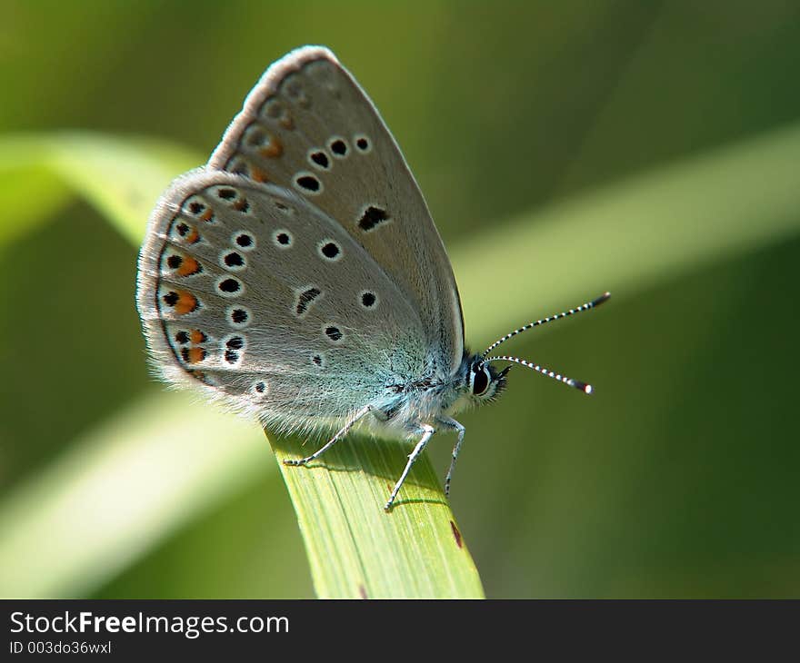 Polyommatus icarus.