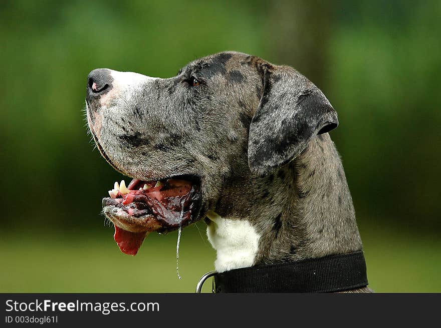 Portrait photo from a Great Dane