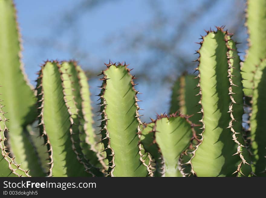 Multiple spikey cacti. Multiple spikey cacti.